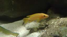 "wie die Karnickel"... *g*