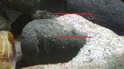 "wie die Karnickel"... *g*