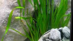 Vallisneria eine altbekannte Pflanzenart 