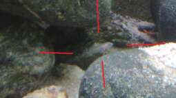 "wie die Karnickel"... *g*