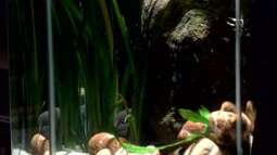 Vallisneria eine altbekannte Pflanzenart 