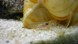 "wie die Karnickel"... *g*