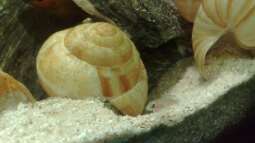 "wie die Karnickel"... *g*