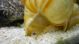 "wie die Karnickel"... *g*