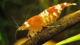 Das Dutzend ist voll*lach*