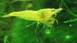 Das Gro??e 1 x 1 der Zwerggarnelenhaltung, oder wer passt zu wem ?