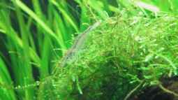 Das Gro??e 1 x 1 der Zwerggarnelenhaltung, oder wer passt zu wem ?