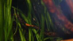 Electric Blue Jack Dempsey:  Zucht - Wissenschaft - Erfahrungsbericht.