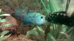 Electric Blue Jack Dempsey:  Zucht - Wissenschaft - Erfahrungsbericht.