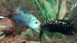 Electric Blue Jack Dempsey:  Zucht - Wissenschaft - Erfahrungsbericht.