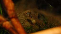 Electric Blue Jack Dempsey:  Zucht - Wissenschaft - Erfahrungsbericht.