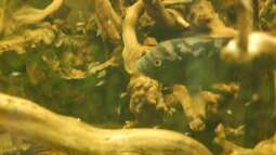 Electric Blue Jack Dempsey:  Zucht - Wissenschaft - Erfahrungsbericht.