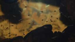 Electric Blue Jack Dempsey:  Zucht - Wissenschaft - Erfahrungsbericht.