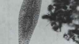 Bedeutung der Mikroben in der ??kologie des Aquariums