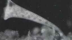 Bedeutung der Mikroben in der ??kologie des Aquariums