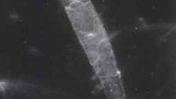 Bedeutung der Mikroben in der ??kologie des Aquariums