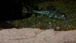 Artentafel: Pimelodus Pictus