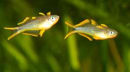 Zuchterfahrung des Gabelschwanz-Regenbogenfisches (Pseudomugil furcatus)