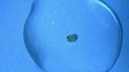 Zuchterfahrung des Gabelschwanz-Regenbogenfisches (Pseudomugil furcatus)