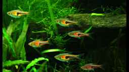 Kleiner Bärbling ganz gro??, der Espes Keilfleckbärbling !