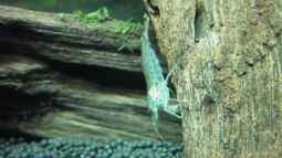 The Green Hills of Asia ist online