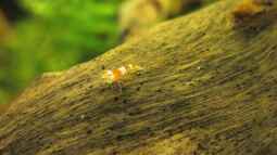 Das Leben einer Zwerggarnele oder wie alles beginnt !!