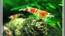 Tipps und Tricks in der Zwerggarnelenhaltung !!