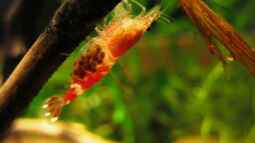 Das Leben einer Zwerggarnele oder wie alles beginnt !!