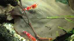 Tipps und Tricks in der Zwerggarnelenhaltung !!