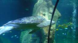 zu Besuch im Sea Life - München