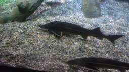 zu Besuch im Sea Life - München