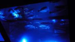 zu Besuch im Sea Life - München