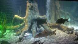 zu Besuch im Sea Life - München