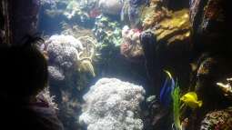 zu Besuch im Sea Life - München