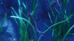 zu Besuch im Sea Life - München