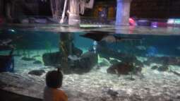 zu Besuch im Sea Life - München