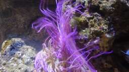 zu Besuch im Sea Life - München