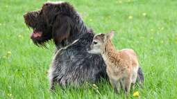 Canis Lupus - die kleinen Unterschiede