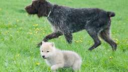 Canis Lupus - die kleinen Unterschiede