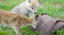 Canis Lupus - die kleinen Unterschiede