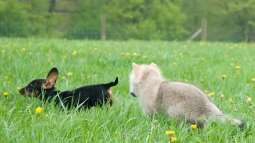 Canis Lupus - die kleinen Unterschiede