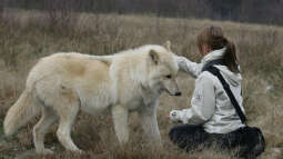 Canis Lupus - die kleinen Unterschiede