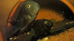 Neetroplus nematopus ??? Arbeiter-Tropheus