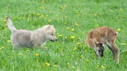 Canis Lupus - die kleinen Unterschiede