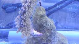 120 Watt LED Modul 1:1 blau:wei??, BridgeLux-LED