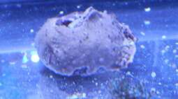 120 Watt LED Modul 1:1 blau:wei??, BridgeLux-LED