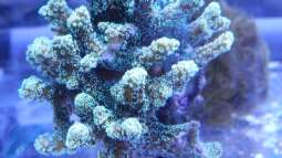 120 Watt LED Modul 1:1 blau:wei??, BridgeLux-LED