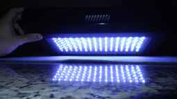 120 Watt LED Modul 1:1 blau:wei??, BridgeLux-LED