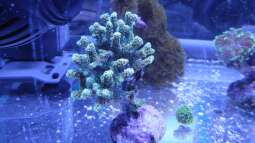 120 Watt LED Modul 1:1 blau:wei??, BridgeLux-LED