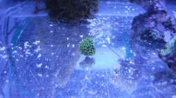 120 Watt LED Modul 1:1 blau:wei??, BridgeLux-LED